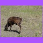 Buffalo Calf.jpg